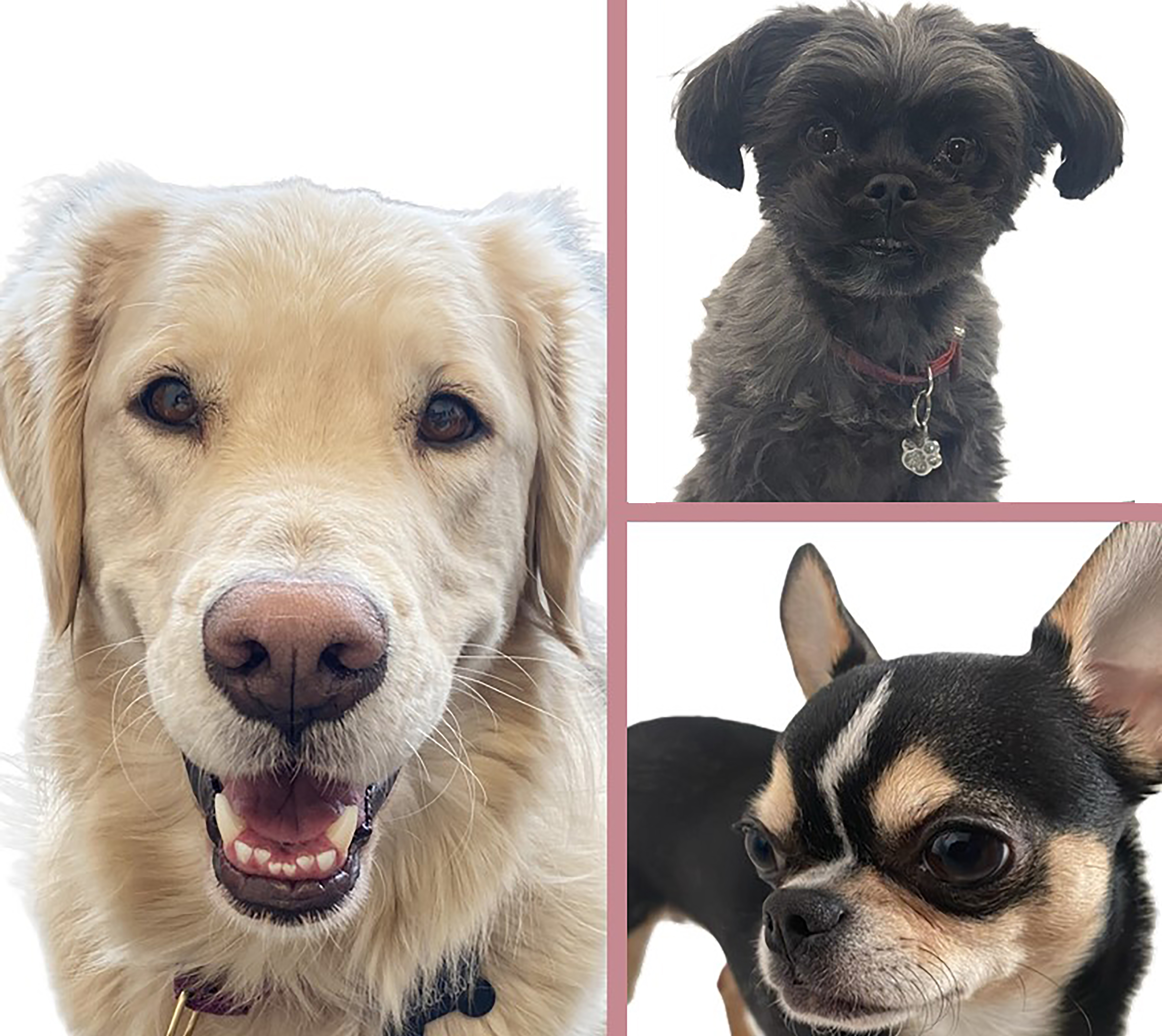 Gnocchi, Chanel et Ricardo