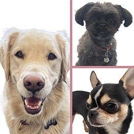 Escouade Canine Gnocchi, Chanel et Ricardo